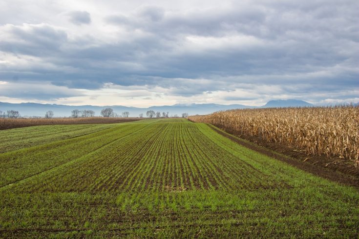 Biochar : ajout d’éléments nutritifs dans le sol